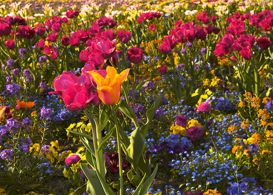 bigstock-Garden-flowers-26350571